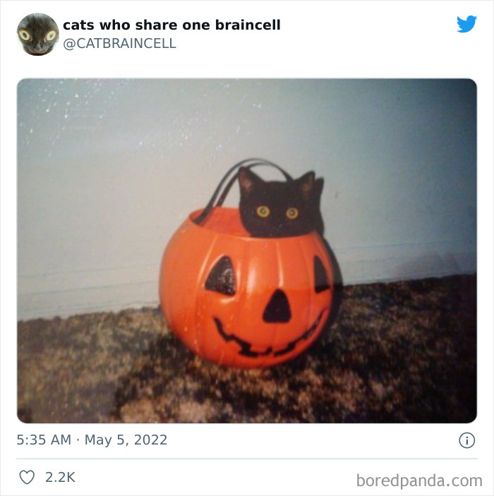 Hilariously-Silly-Cats-Catbraincell