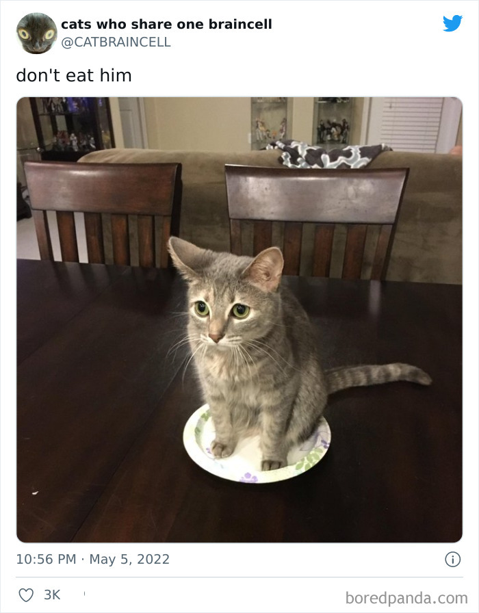 Hilariously-Silly-Cats-Catbraincell