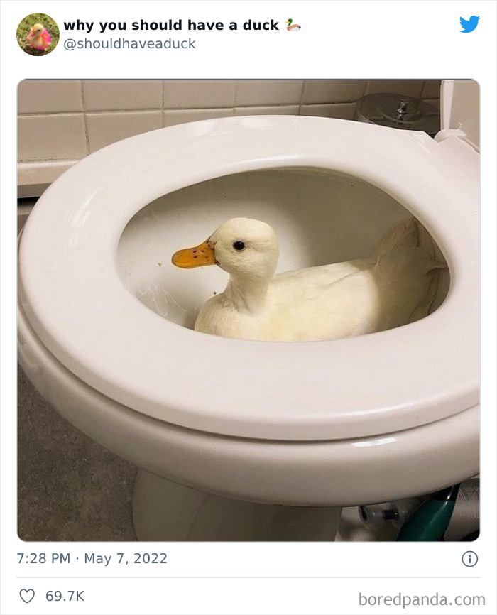 Why You Should Have A Duck