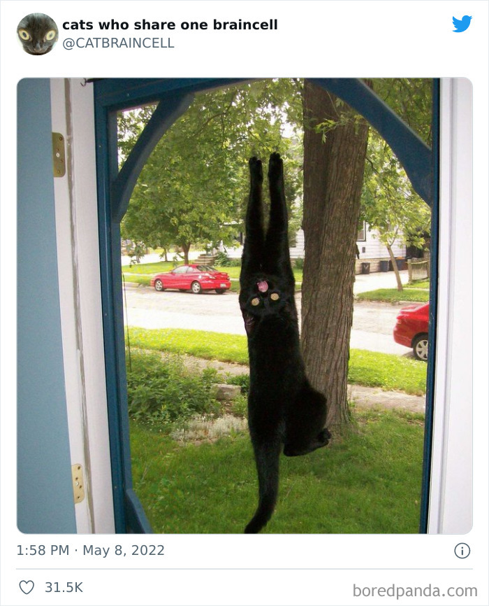 Hilariously-Silly-Cats-Catbraincell