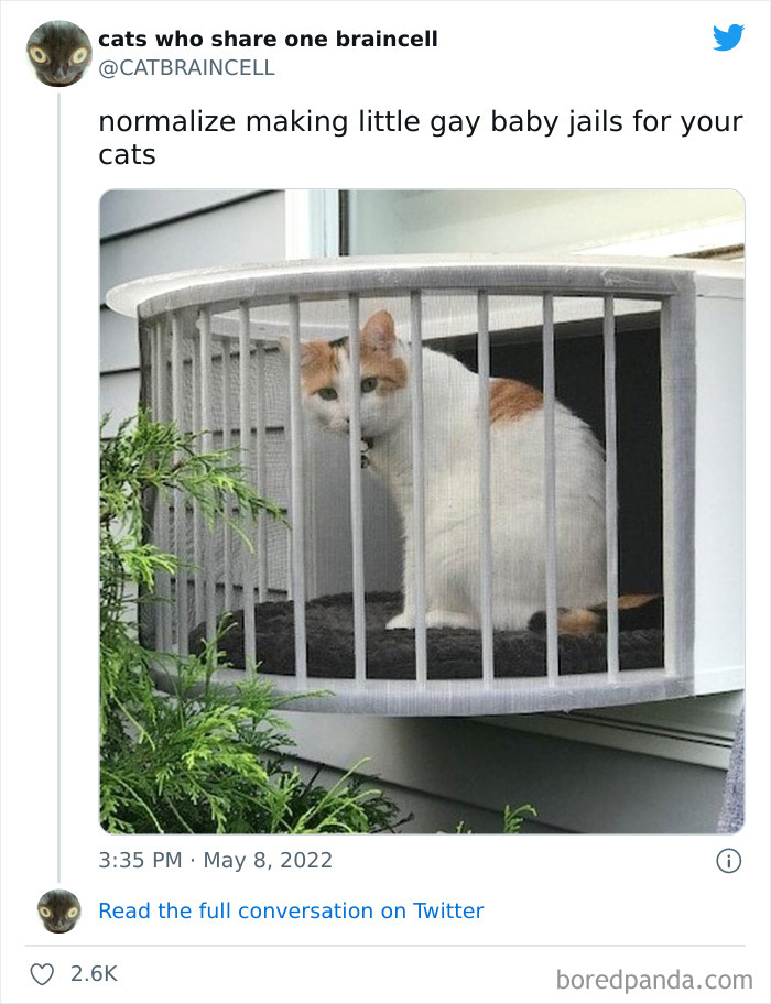 Hilariously-Silly-Cats-Catbraincell