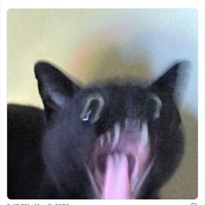 isabelleharlow avatar