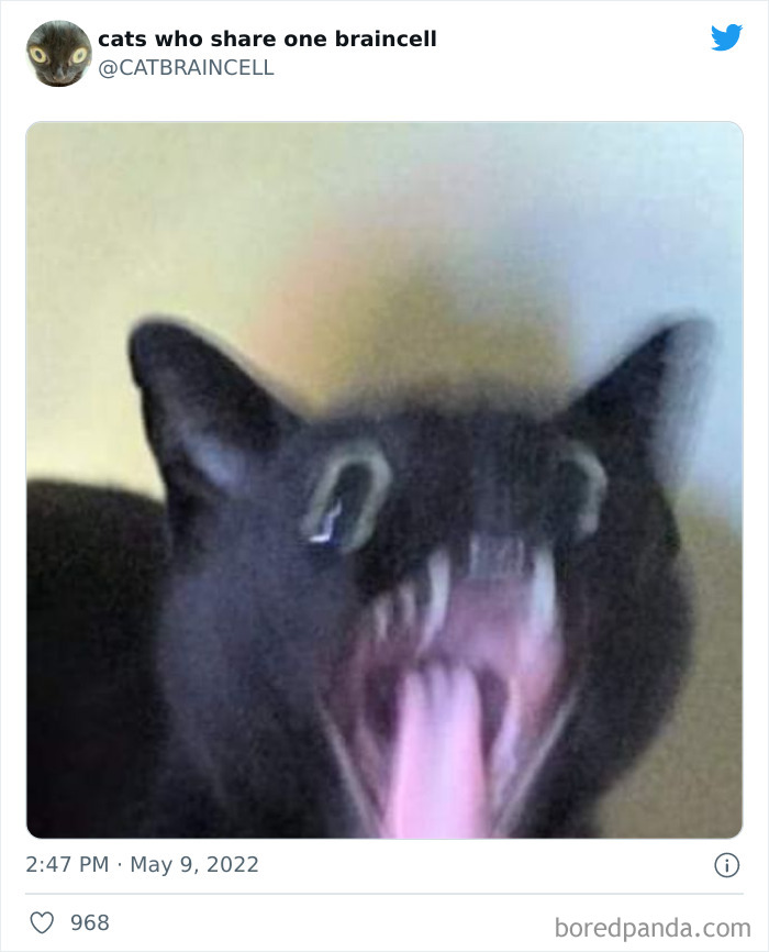 Hilariously-Silly-Cats-Catbraincell