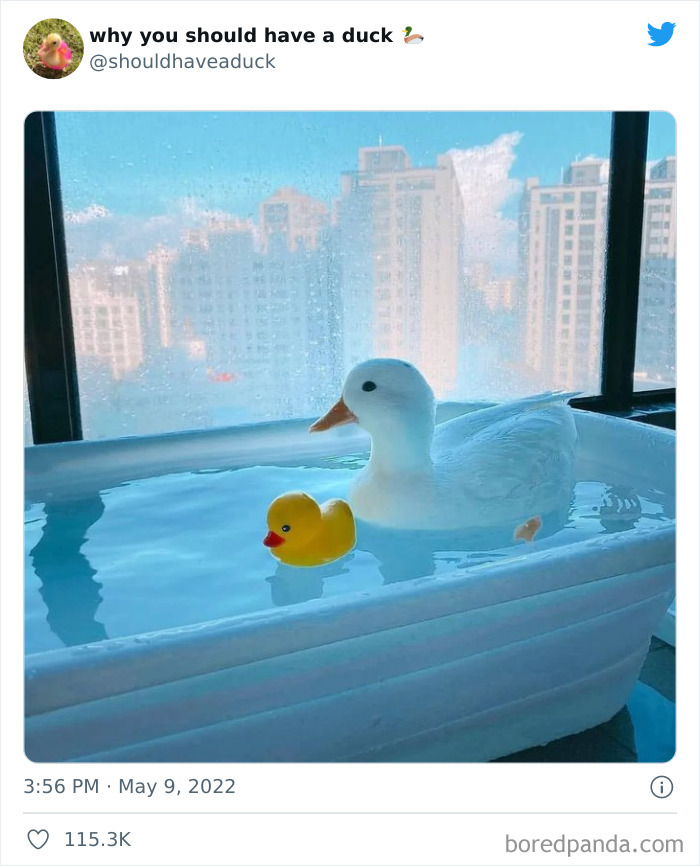 Why You Should Have A Duck