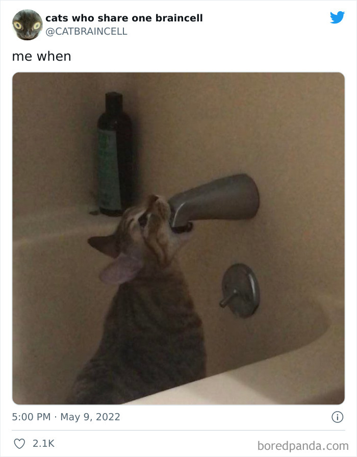 Hilariously-Silly-Cats-Catbraincell