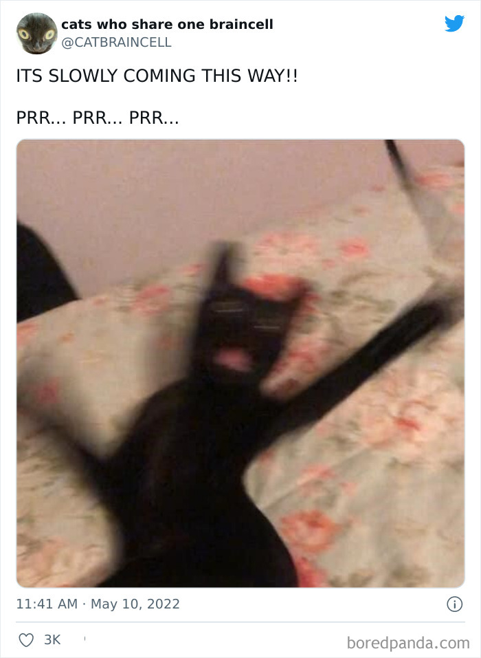 Hilariously-Silly-Cats-Catbraincell