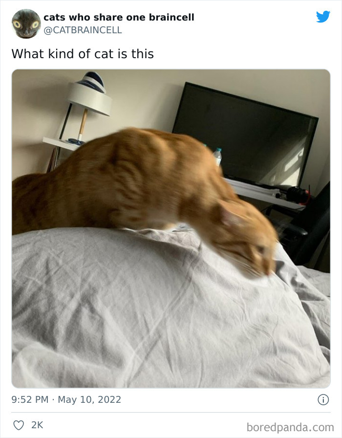 Hilariously-Silly-Cats-Catbraincell