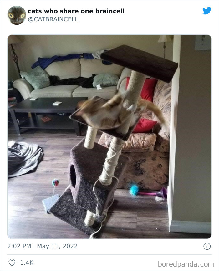 Hilariously-Silly-Cats-Catbraincell