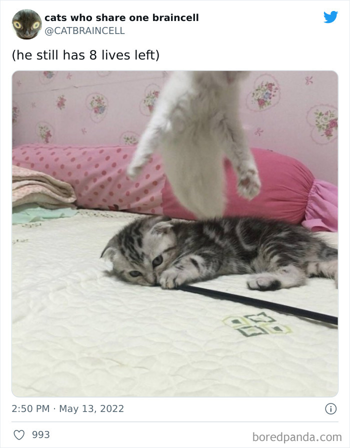 Hilariously-Silly-Cats-Catbraincell