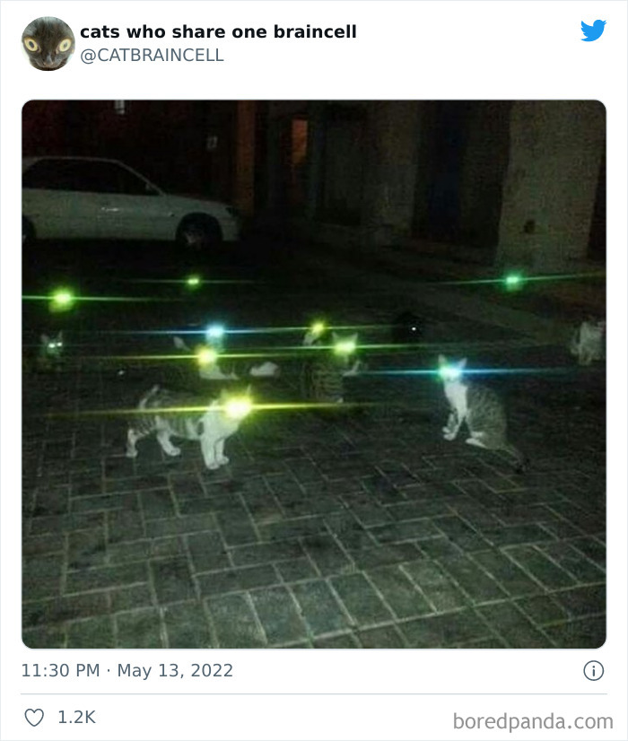 Hilariously-Silly-Cats-Catbraincell