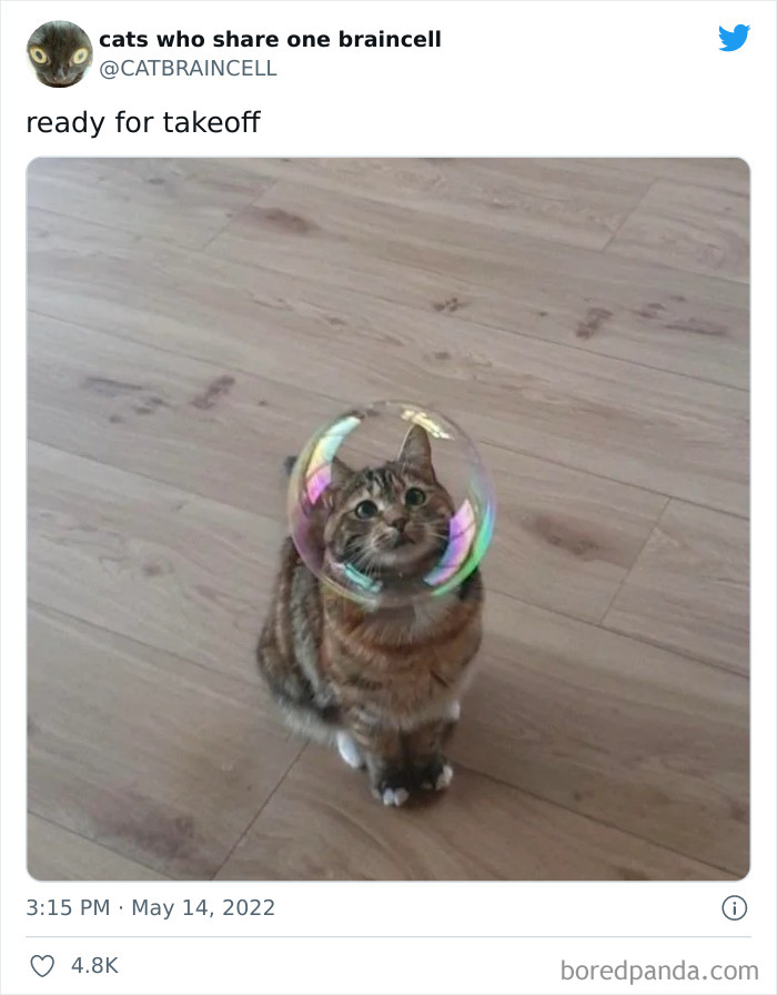 Hilariously-Silly-Cats-Catbraincell