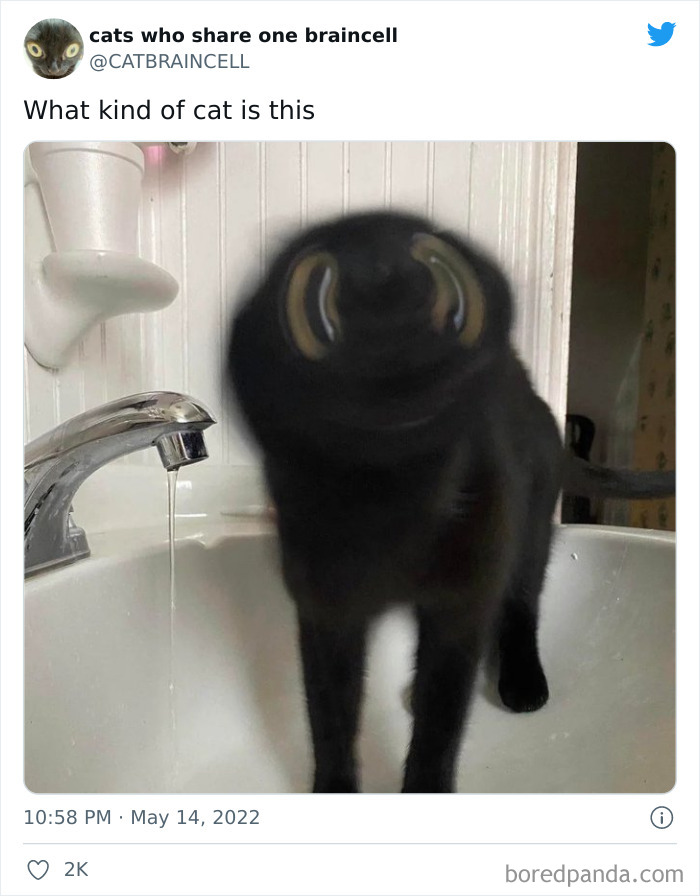 Hilariously-Silly-Cats-Catbraincell