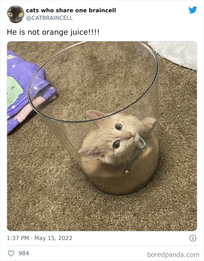 Hilariously-Silly-Cats-Catbraincell