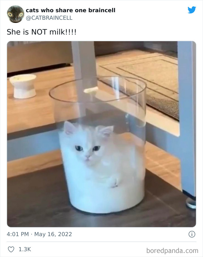 Hilariously-Silly-Cats-Catbraincell