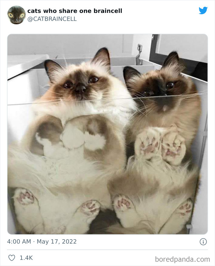 Hilariously-Silly-Cats-Catbraincell