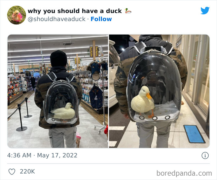 Why You Should Have A Duck
