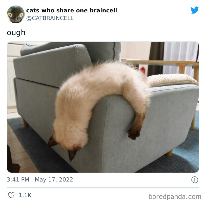 Hilariously-Silly-Cats-Catbraincell