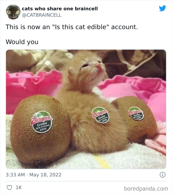 Hilariously-Silly-Cats-Catbraincell