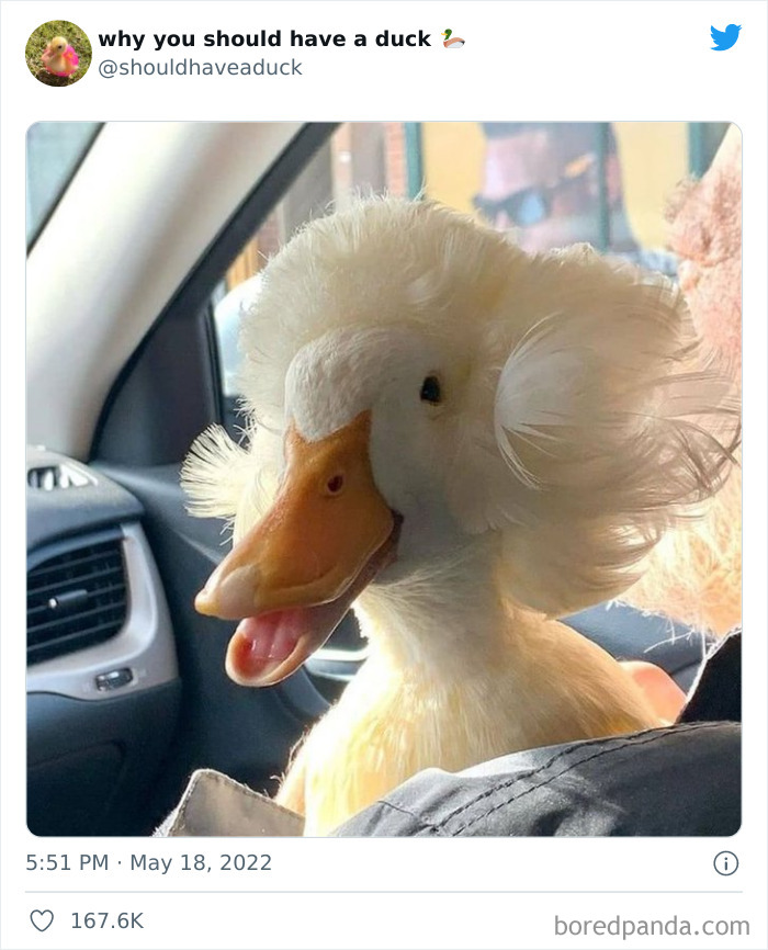 Why You Should Have A Duck