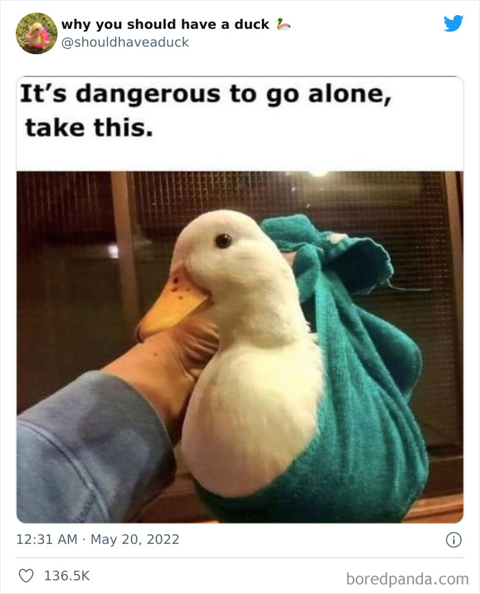 Why You Should Have A Duck