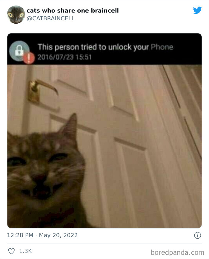 Hilariously-Silly-Cats-Catbraincell