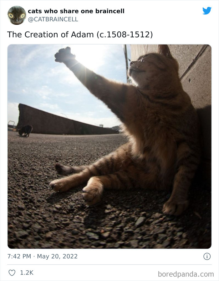 Hilariously-Silly-Cats-Catbraincell