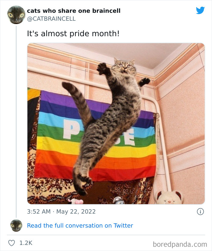 Hilariously-Silly-Cats-Catbraincell