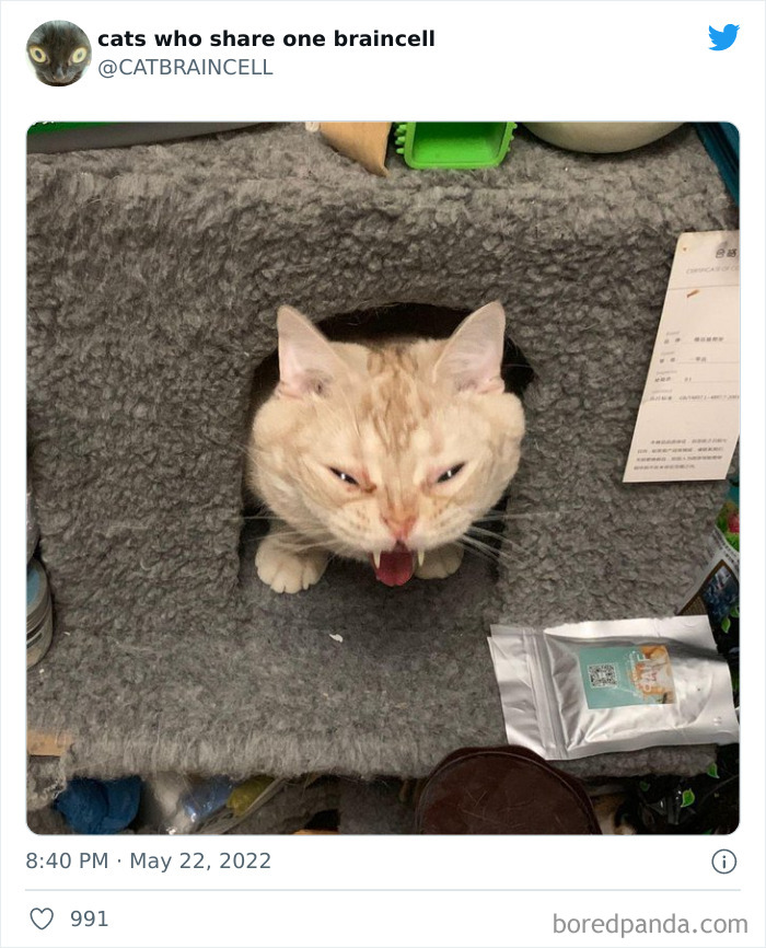 Hilariously-Silly-Cats-Catbraincell