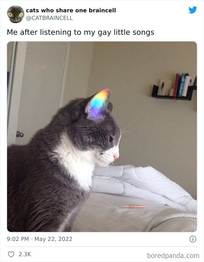 Hilariously-Silly-Cats-Catbraincell