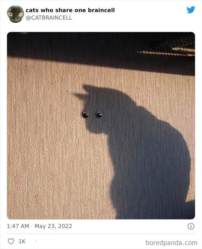 Hilariously-Silly-Cats-Catbraincell