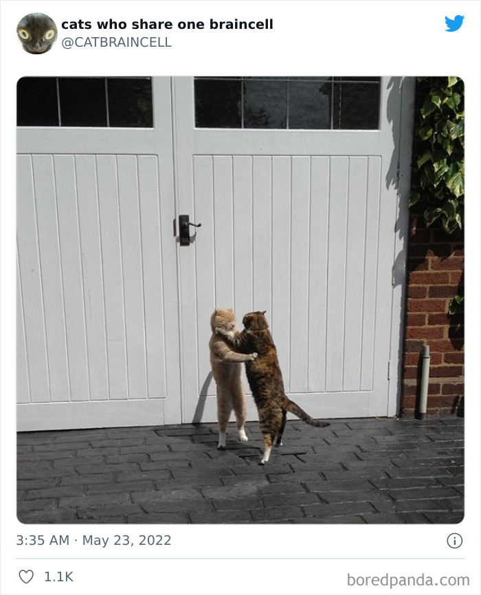 Hilariously-Silly-Cats-Catbraincell