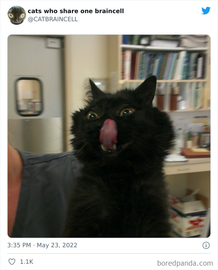 Hilariously-Silly-Cats-Catbraincell