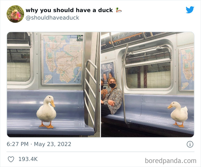 Why You Should Have A Duck