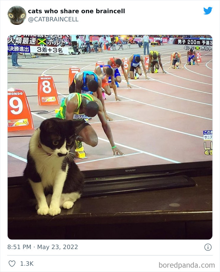 Hilariously-Silly-Cats-Catbraincell