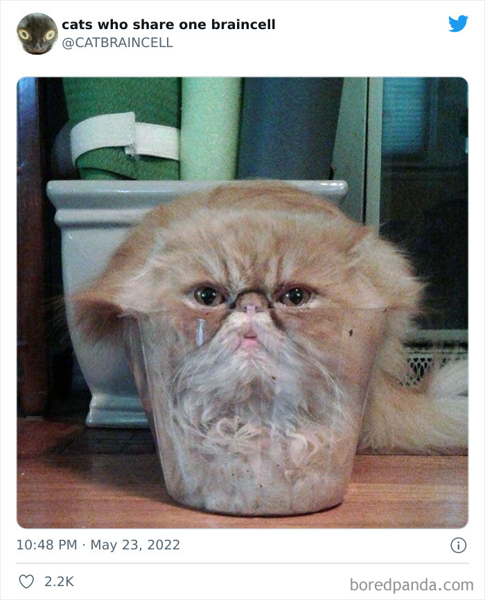 Hilariously-Silly-Cats-Catbraincell