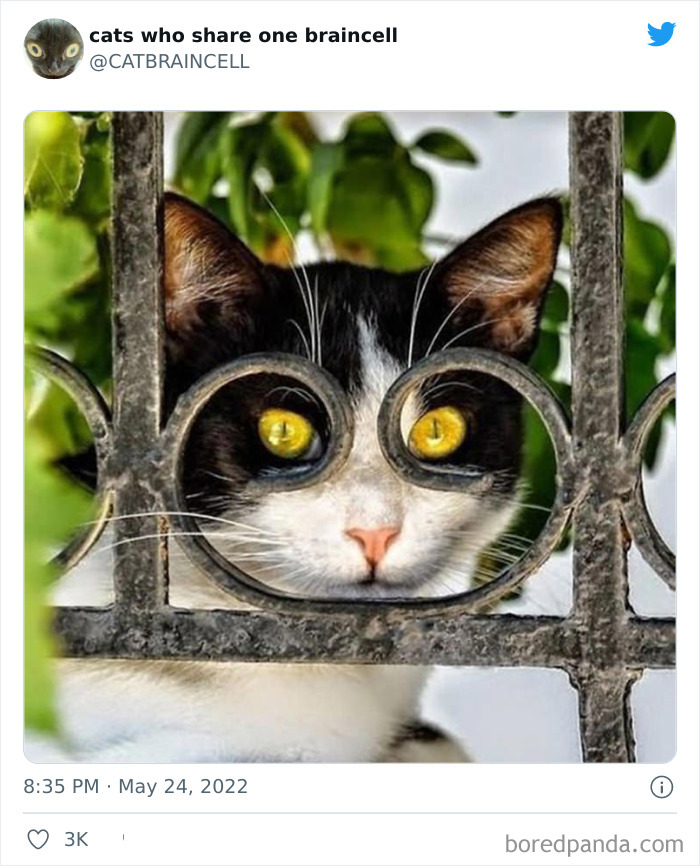 Hilariously-Silly-Cats-Catbraincell