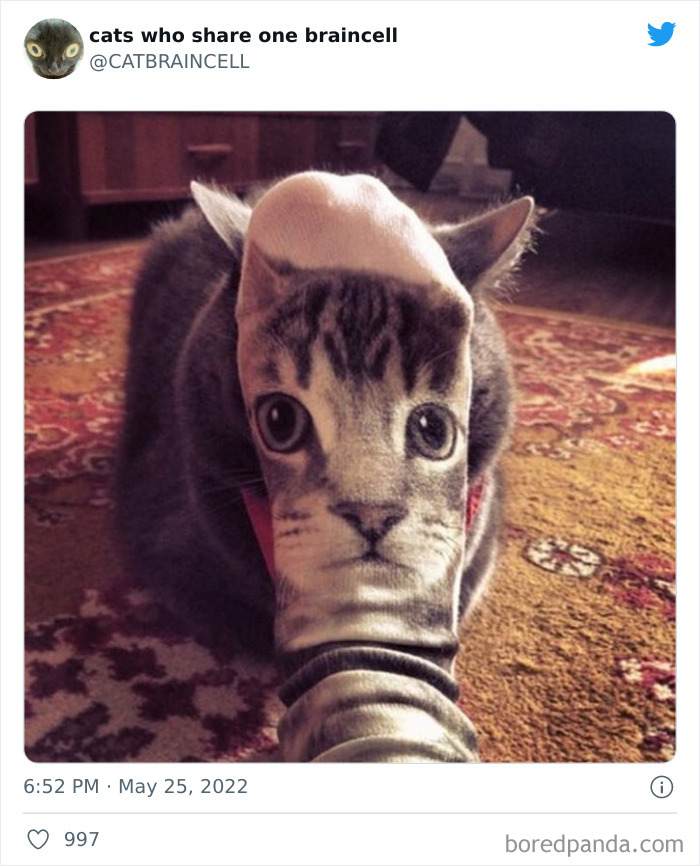 Hilariously-Silly-Cats-Catbraincell