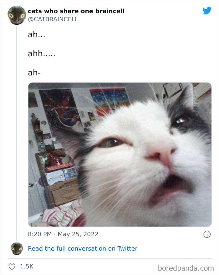 Hilariously-Silly-Cats-Catbraincell