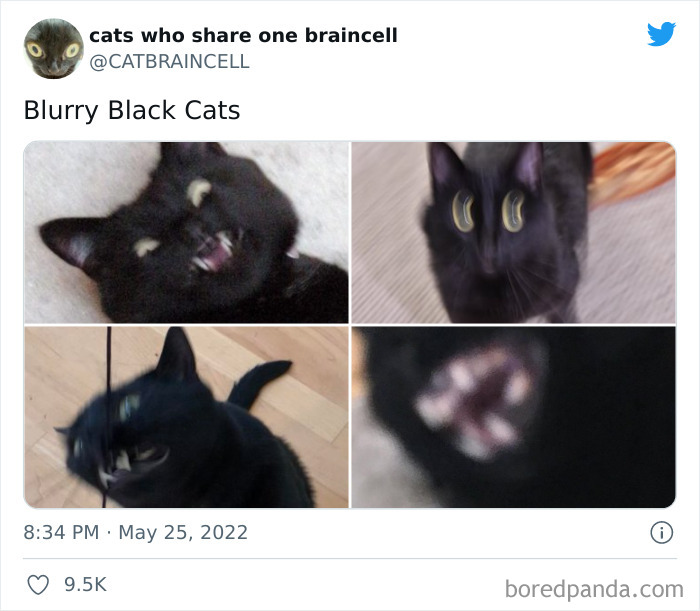 Hilariously-Silly-Cats-Catbraincell