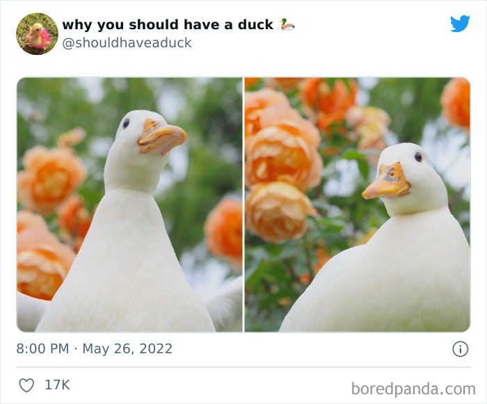 Why You Should Have A Duck
