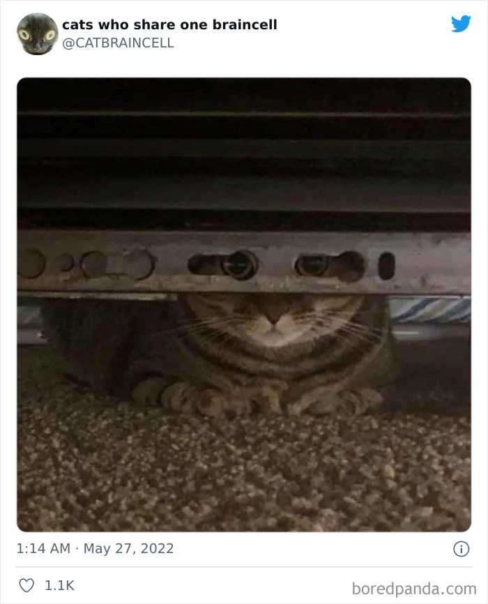 Hilariously-Silly-Cats-Catbraincell