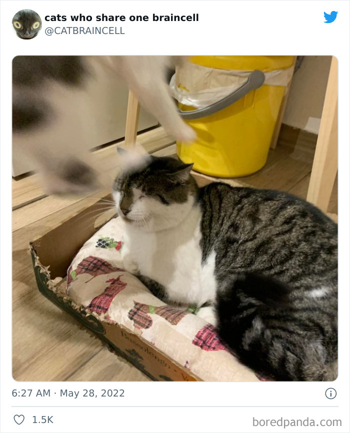 Hilariously-Silly-Cats-Catbraincell