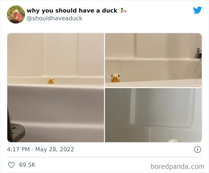 Why You Should Have A Duck