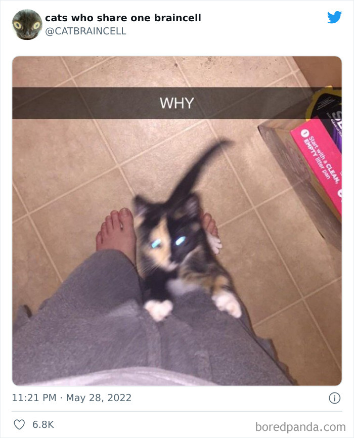 Hilariously-Silly-Cats-Catbraincell