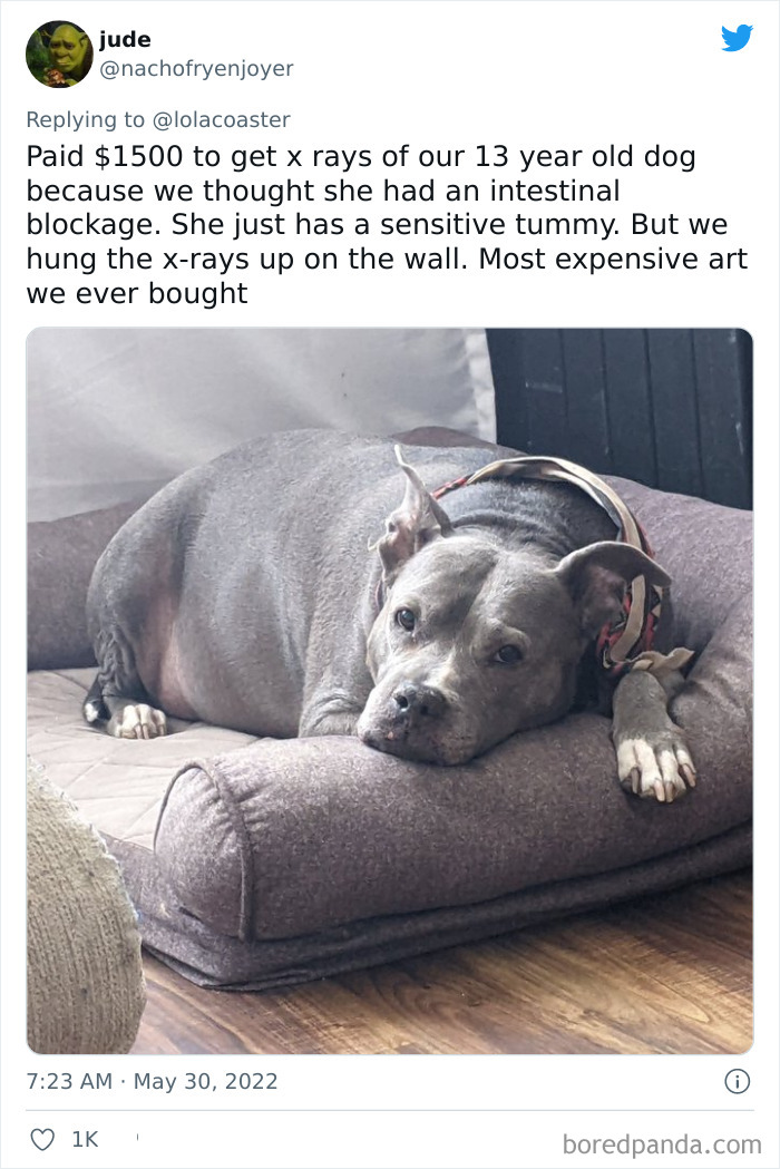 Ridiculous-Vet-Bills