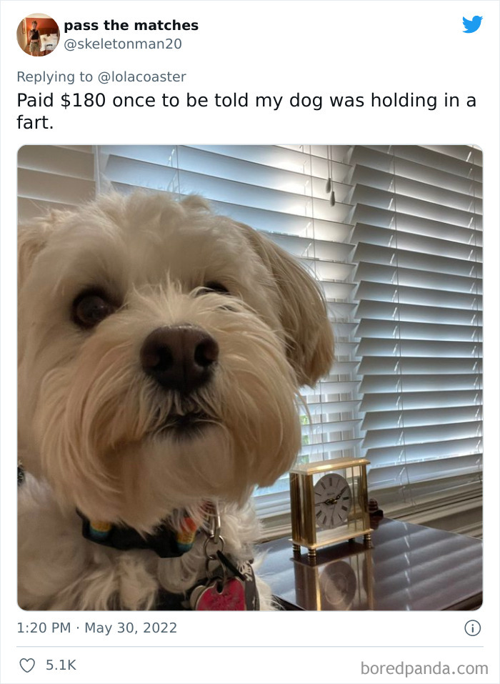 Ridiculous-Vet-Bills