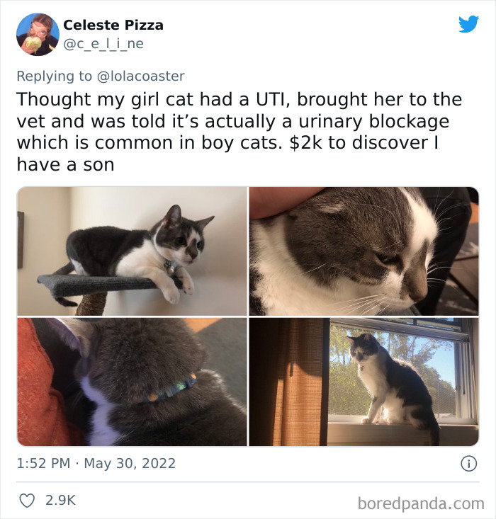 Ridiculous-Vet-Bills