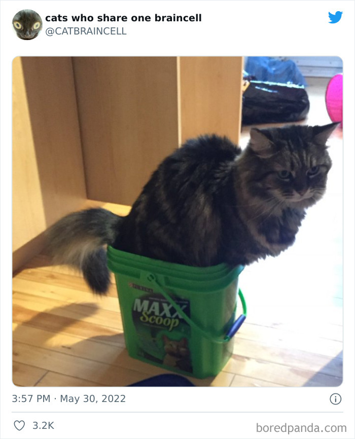 Hilariously-Silly-Cats-Catbraincell