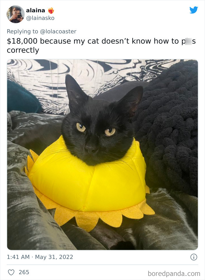 Ridiculous-Vet-Bills