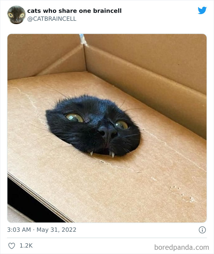 Hilariously-Silly-Cats-Catbraincell